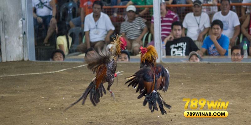 Một số điểm quan trọng cần chú ý khi đặt cược đá gà cựa sắt tại 789win 